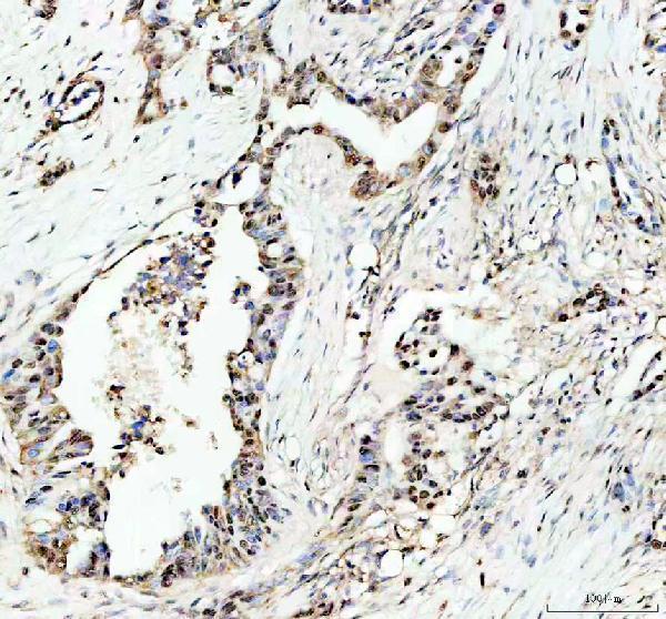 pb9288 c myb primary antibodies ihc testing 3