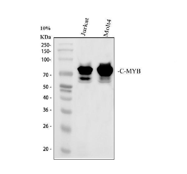 pb9288 c myb primary antibodies wb testing 1_1