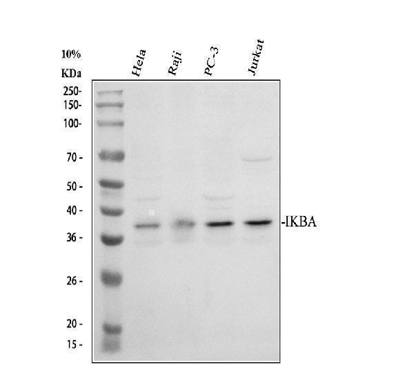 pb9291 nfkbia primary antibodies wb testing 1