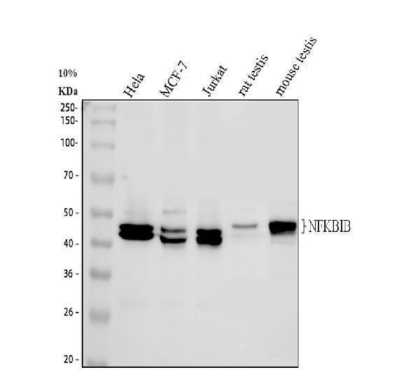 pb9292 ikb beta primary antibodies wb testing 1