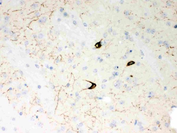 pb9296 2 ihc anti neuropeptide y picoband antibody