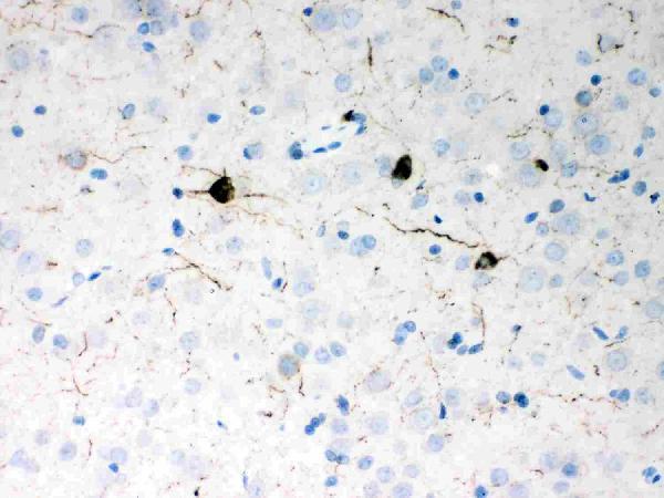 pb9296 3 ihc anti neuropeptide y picoband antibody