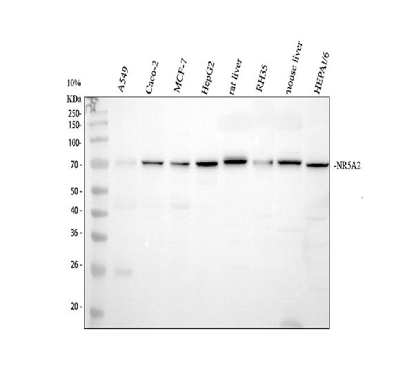 Western blot analysis of NR5A2 using anti-NR5A2 antibody (PB9298)
