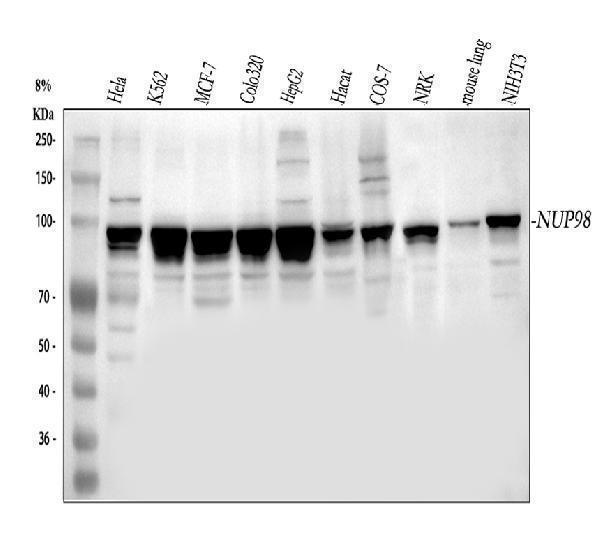 pb9302 nup98 primary antibodies wb testing 1