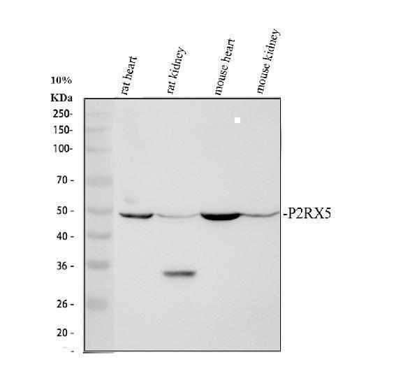 pb9305 p2x5 primary antibodies wb testing 1