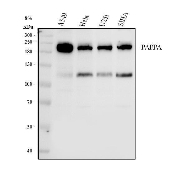 pb9306 pappa primary antibodies wb testing 1