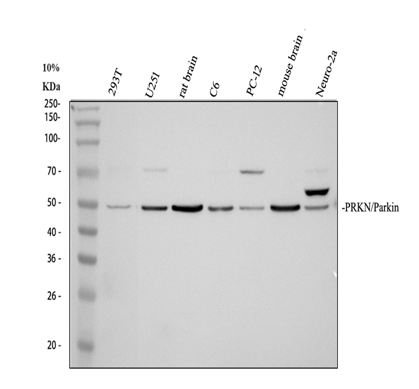pb9307 parkin primary antibodies wb testing 1