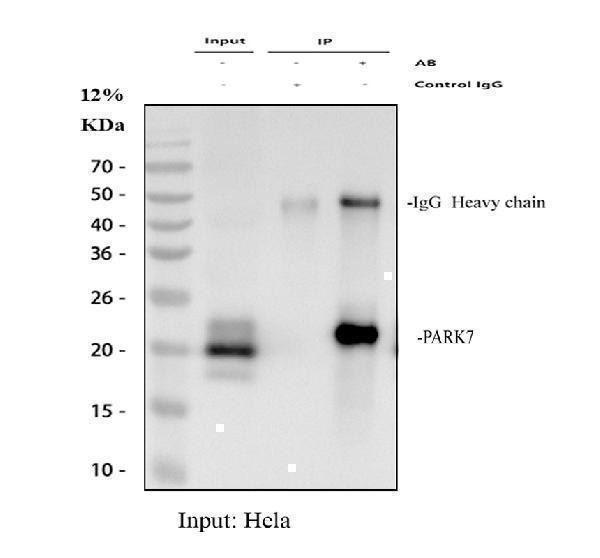 pb9308 park7 primary antibodies ip testing 1