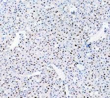 pb9309 papr primary antibodies ihc testing 7_1