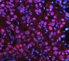 pb9309 parp1 primary antibodies wb testing 15