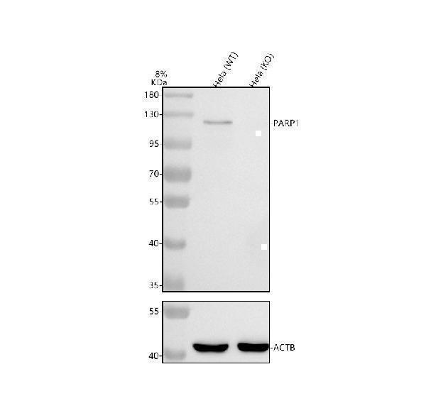  Western blot analysis of PARP1 using anti-PARP1 antibody (PB9309)