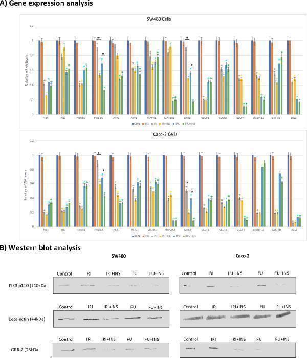 ( A ) Gene expression analysis of substrates involved in the pathways related to the signaling downstream of insulin (INS) receptors by quantitative RT-PCR