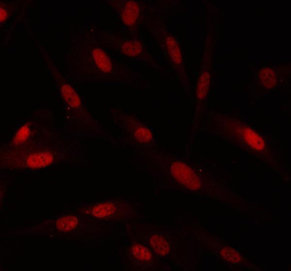 pb9316 pin1 primary antibodies if testing 1