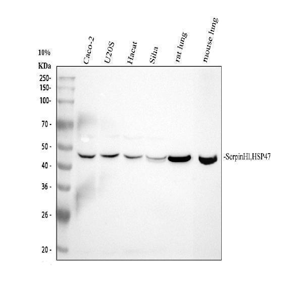 pb9325 hsp47 primary antibodies wb testing 1