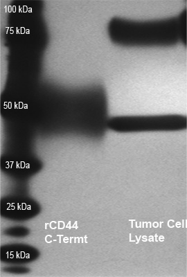 pb9333 cd44 primary antibodies wb testing 5
