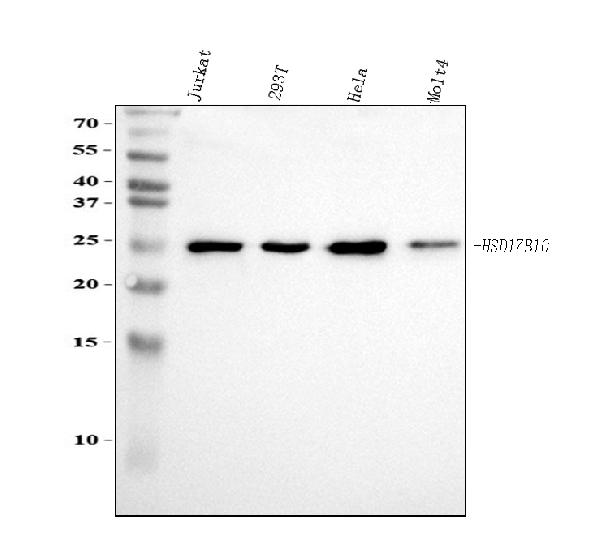 Figure 1. Western blot analysis of ERAB using anti-ERAB antibody (PB9336). Electrophoresis was performed on a 5-20% SDS-PAGE gel at 70V (Stacking gel) / 90V (Resolving gel) for 2-3 hours. The sample well of each lane was loaded with 30 ug of sample under reducing conditions. Lane 1: human Jurkat whole cell lysates, Lane 2: human 293T whole cell lysates, Lane 3: human Hela whole cell lysates, Lane 4: human MOLT4 whole cell lysates. After electrophoresis, proteins were transferred to a nitrocellulose membrane at 150 mA for 50-90 minutes. Blocked the membrane with 5% non-fat milk/TBS for 1.5 hour at RT. The membrane was incubated with rabbit anti-ERAB antigen affinity purified polyclonal antibody (Catalog # PB9336) at 0.5 microg/mL overnight at 4°C, then washed with TBS-0.1%Tween 3 times with 5 minutes each and probed with a goat anti-rabbit IgG-HRP secondary antibody at a dilution of 1:5000 for 1.5 hour at RT. The signal is developed using an Enhanced Chemiluminescent detection (ECL) kit (Catalog # EK1002) with Tanon 5200 system. A specific band was detected for ERAB at approximately 25 kDa. The expected band size for ERAB is at 27-30 kDa.