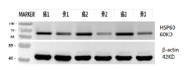 pb9337 hsp60 primary antibodies wb review 1