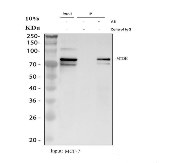 pb9338 mtdh primary antibodies ip testing 1