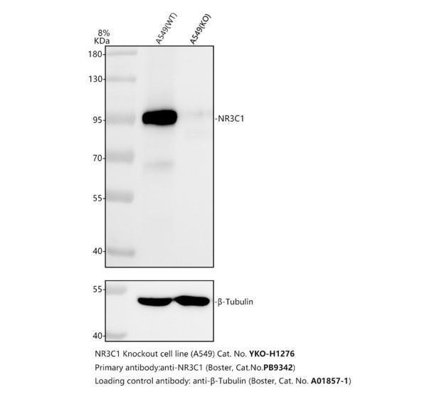 pb9342 nr3c1 primary antibodies wb testing 2