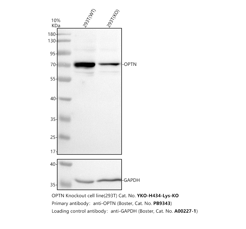 pb9343 optn primary antibodies wb testing 2