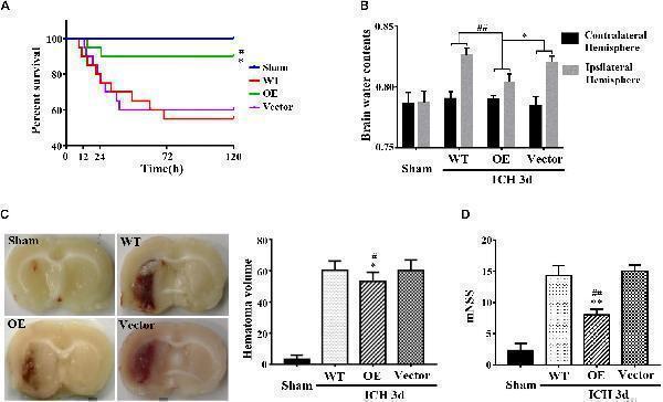 pb9348 fnins 14 00181 g003