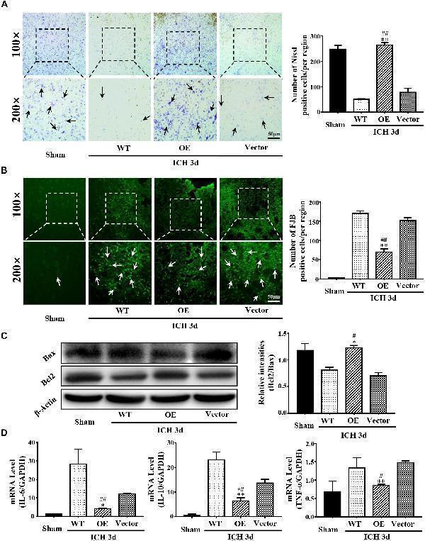 pb9348 fnins 14 00181 g004