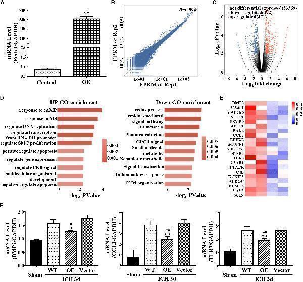pb9348 fnins 14 00181 g006