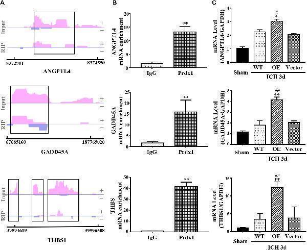 pb9348 fnins 14 00181 g007