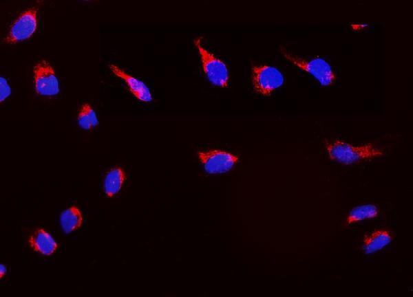 Figure 6. IF analysis of Peroxiredoxin 3 using anti-Peroxiredoxin 3 antibody (PB9349). Peroxiredoxin 3 was detected in immunocytochemical section of U20S cells. Enzyme antigen retrieval was performed using IHC enzyme antigen retrieval reagent (AR0022) for 15 mins. The cells were blocked with 10% goat serum. And then incubated with 2microg/mL rabbit anti-Peroxiredoxin 3 Antibody (PB9349) overnight at 4°C. DyLight®594 Conjugated Goat Anti-Rabbit IgG (BA1142) was used as secondary antibody at 1:100 dilution and incubated for 30 minutes at 37°C. The section was counterstained with DAPI. Visualize using a fluorescence microscope and filter sets appropriate for the label used.