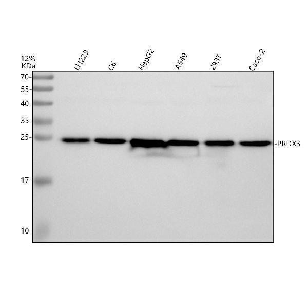 Western blot analysis of PRDX3 using anti-PRDX3 antibody (PB9349)
