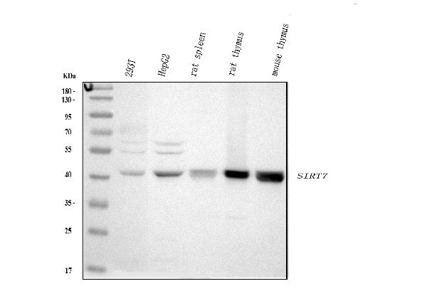 Figure 1. Western blot analysis of SIRT7 using anti-SIRT7 antibody (PB9358). Electrophoresis was performed on a 5-20% SDS-PAGE gel at 70V (Stacking gel) / 90V (Resolving gel) for 2-3 hours. The sample well of each lane was loaded with 30 ug of sample under reducing conditions. Lane 1: human 293T whole cell lysates, Lane 2: human HepG2 whole cell lysates, Lane 3: rat spleen tissue lysates, Lane 4: rat thymus tissue lysates, Lane 5: mouse thyums tissue lysates. After electrophoresis, proteins were transferred to a nitrocellulose membrane at 150 mA for 50-90 minutes. Blocked the membrane with 5% non-fat milk/TBS for 1.5 hour at RT. The membrane was incubated with rabbit anti-SIRT7 antigen affinity purified polyclonal antibody (Catalog # PB9358) at 0.5 microg/mL overnight at 4°C, then washed with TBS-0.1%Tween 3 times with 5 minutes each and probed with a goat anti-rabbit IgG-HRP secondary antibody at a dilution of 1:5000 for 1.5 hour at RT. The signal is developed using an Enhanced Chemiluminescent detection (ECL) kit (Catalog # EK1002) with Tanon 5200 system. A specific band was detected for SIRT7 at approximately 40 kDa. The expected band size for SIRT7 is at 45 kDa.