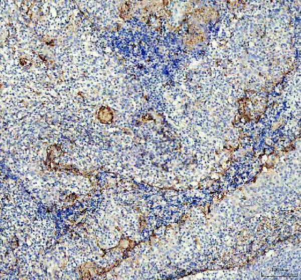 pb9363 cd62p primary antibodies ihc testing 2