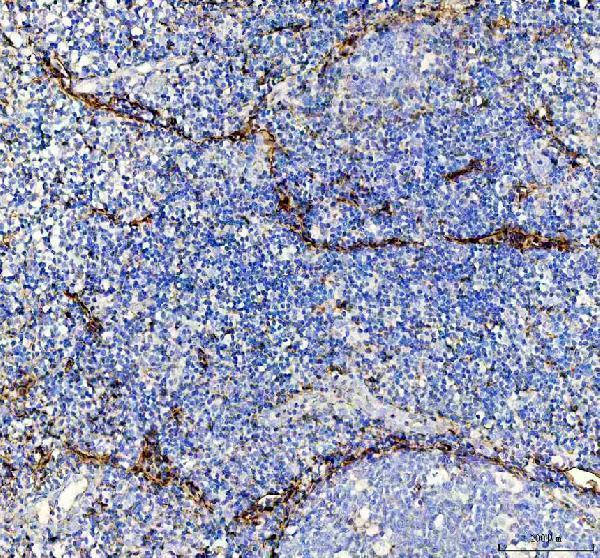 pb9363 cd62p primary antibodies ihc testing 3