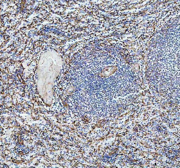 pb9363 cd62p primary antibodies ihc testing 4