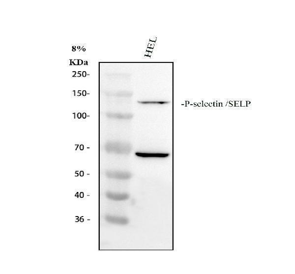 pb9363 cd62p primary antibodies wb testing 1