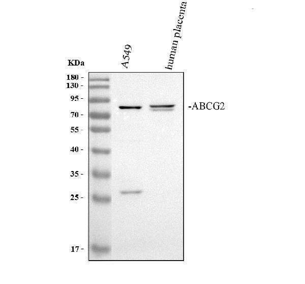 pb9364 abcg2 primary antibodies wb testing 1