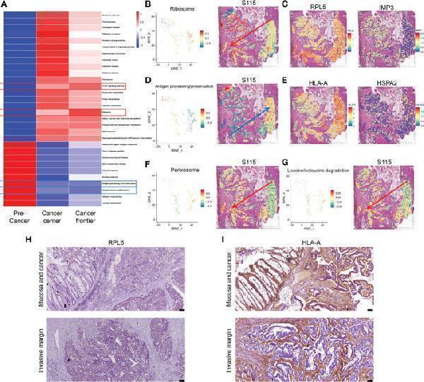 pb9376 fonc 13 1089090 g004