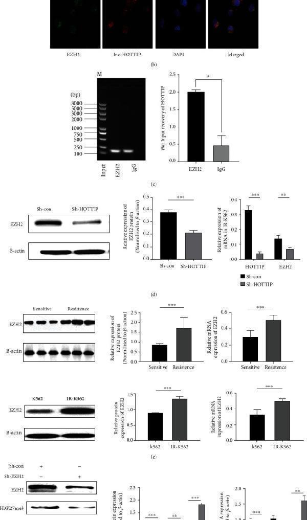 HOTTIP regulates EZH2 to inhibit PTEN expression