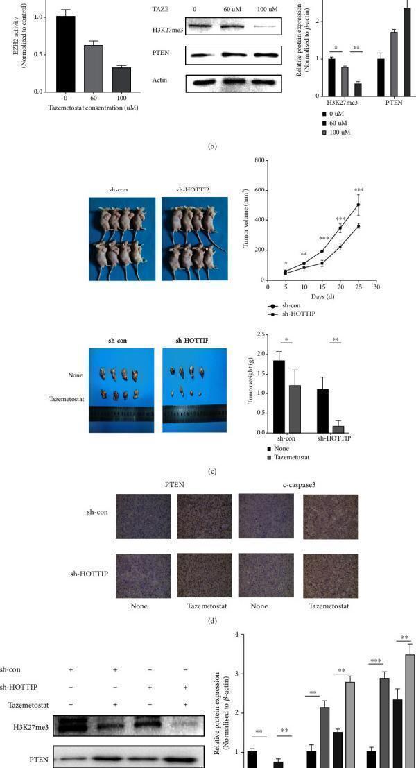 The effect of HOTTIP on CML cell in vivo