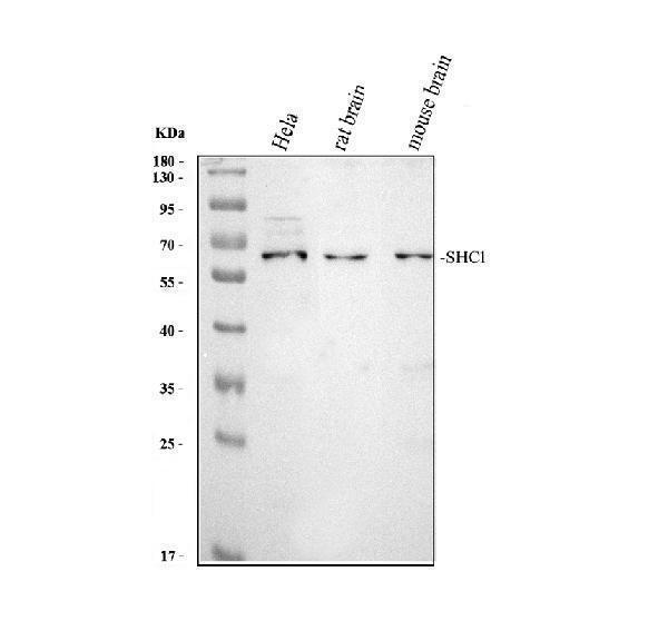 pb9391 shc1 primary antibodies wb testing 1