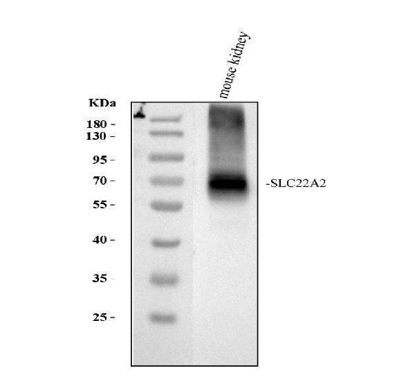pb9394 slc22a2 primary antibodies wb testing 1_1