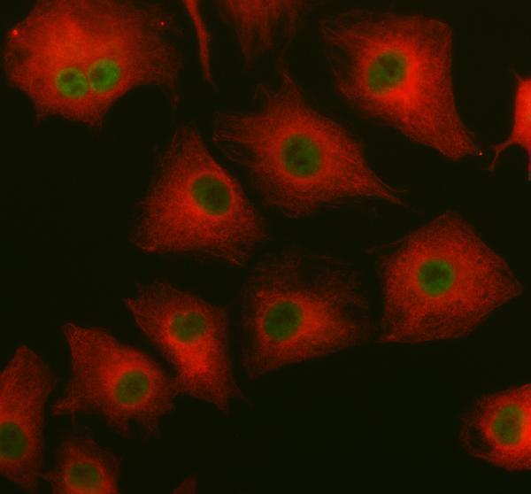 pb9396 smad3 primary antibodies if testing 1