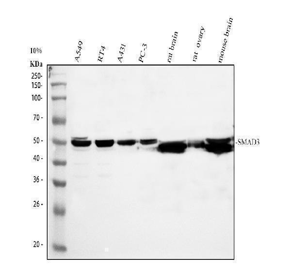 pb9396 smad3 primary antibodies wb testing 1_1