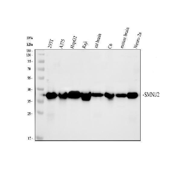 pb9398 smn primary antibodies wb testing 1