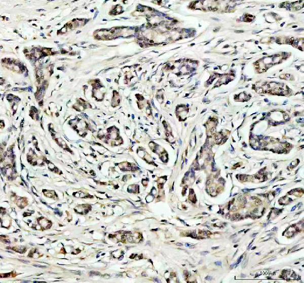 IHC analysis of SOD1 using anti-SOD1 antibody (PB9402)