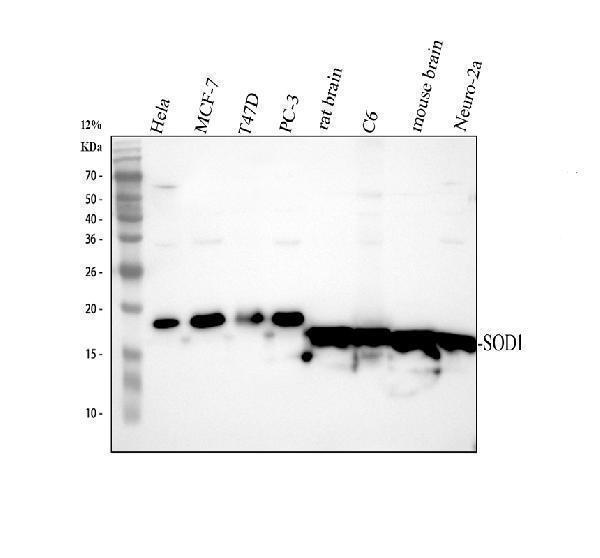 Western blot analysis of SOD1 using anti-SOD1 antibody (PB9402)