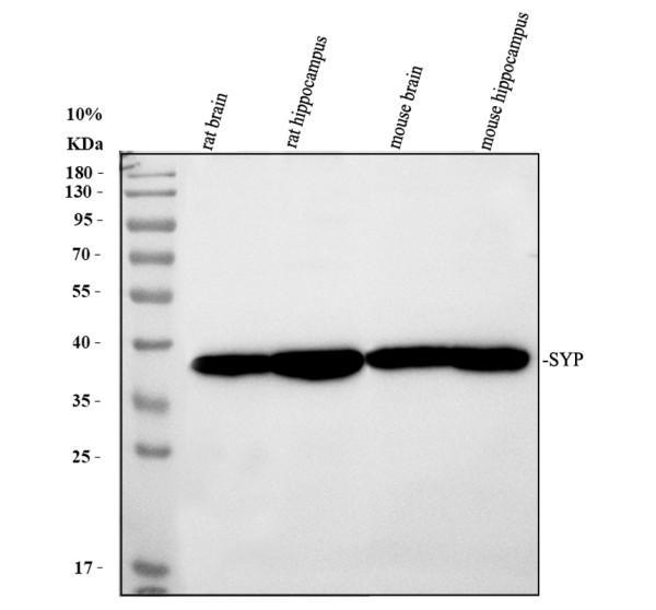 pb9409 syp primary antibodies wb testing 1