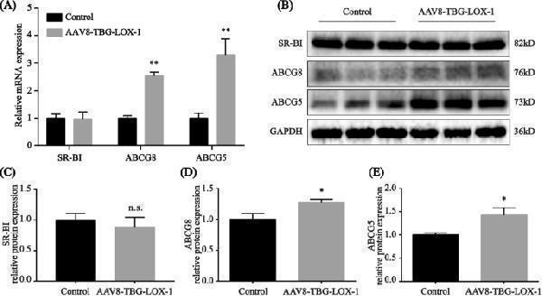 pb9415 10020_2022_450_fig7_html