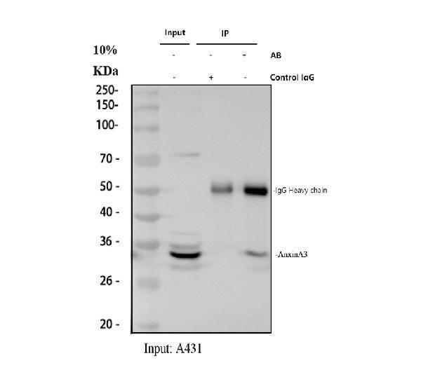 pb9420 anxa3 primary antibodies ip testing 1