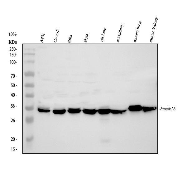 Western blot analysis of ANXA3 using anti-ANXA3 antibody (PB9420)
